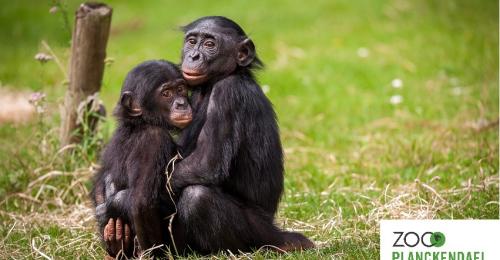 ZOO Planckendael